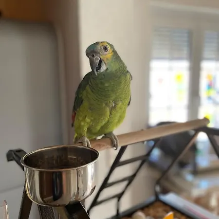 Jaeger - Der Geheimtipp Am Europa-park Vendégház Rust